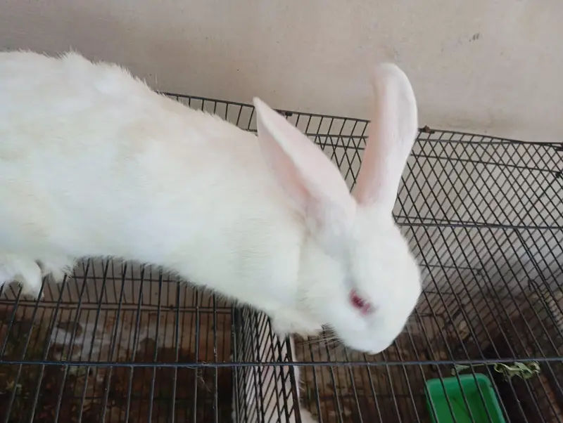 Newzealand White Breeder Female and Male for sell — photo 2
