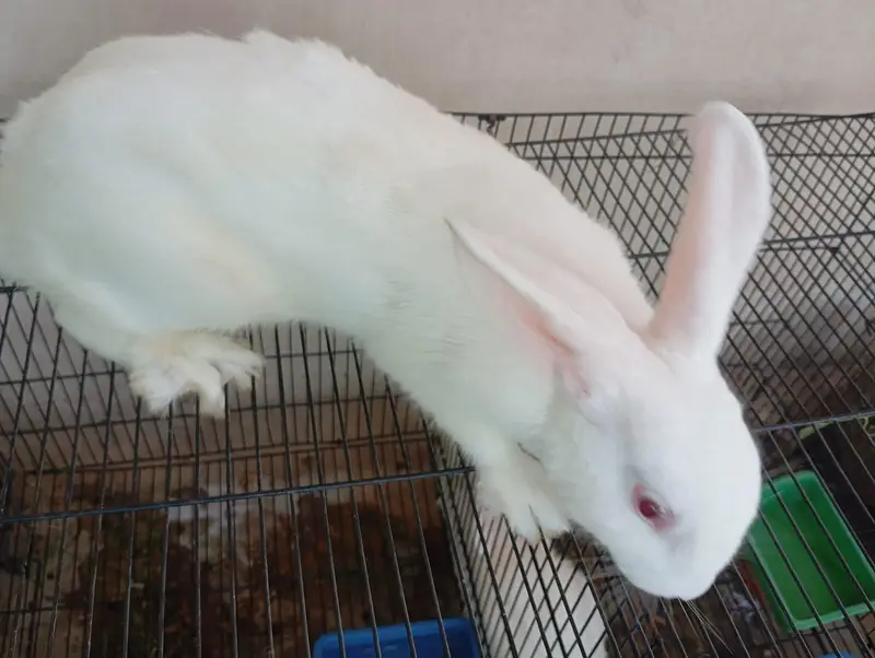 Newzealand White Breeder Female and Male for sell