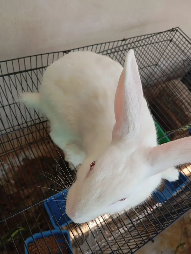 Newzealand White Breeder Female and Male for sell — photo 3