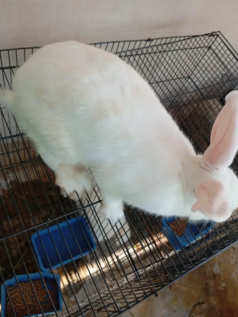 Newzealand White Breeder Female and Male for sell — photo 4