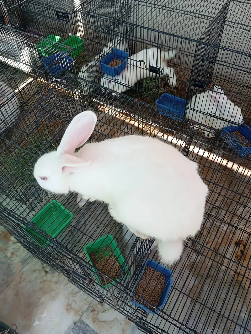 Newzealand White Breeder Female and Male for sell — photo 5