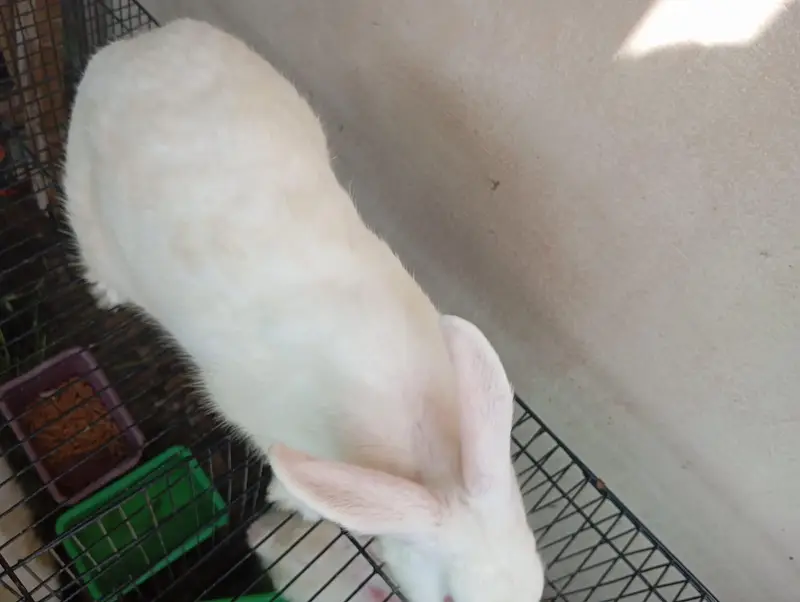 Newzealand White Breeder Female and Male for sell — photo 6