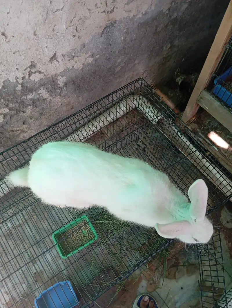 Newzealand White Breeder Female and Male for sell — photo 7