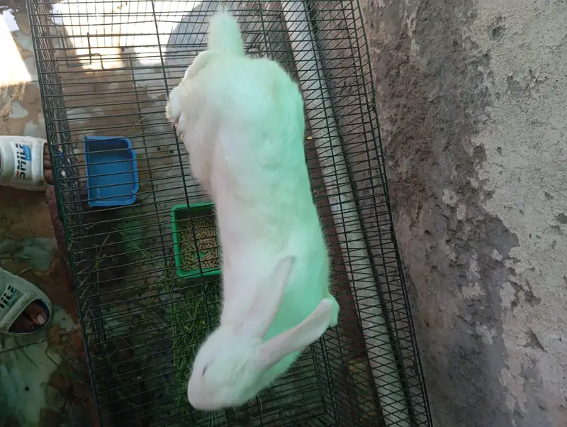 Newzealand White Breeder Female and Male for sell — photo 8
