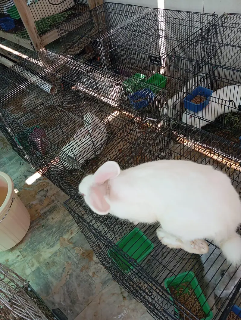 Newzealand White Breeder Female and Male for sell — photo 9