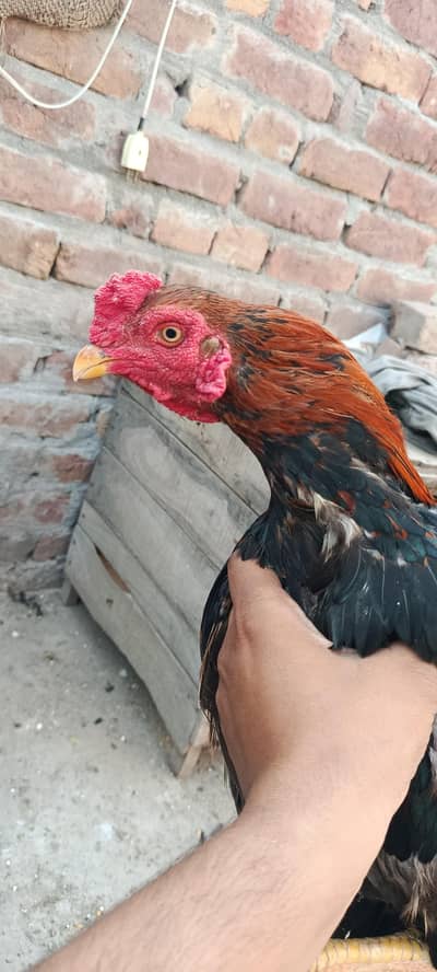 mianwali pair and heera Femal 03067901675