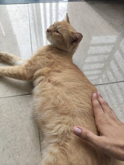 cat's for sale