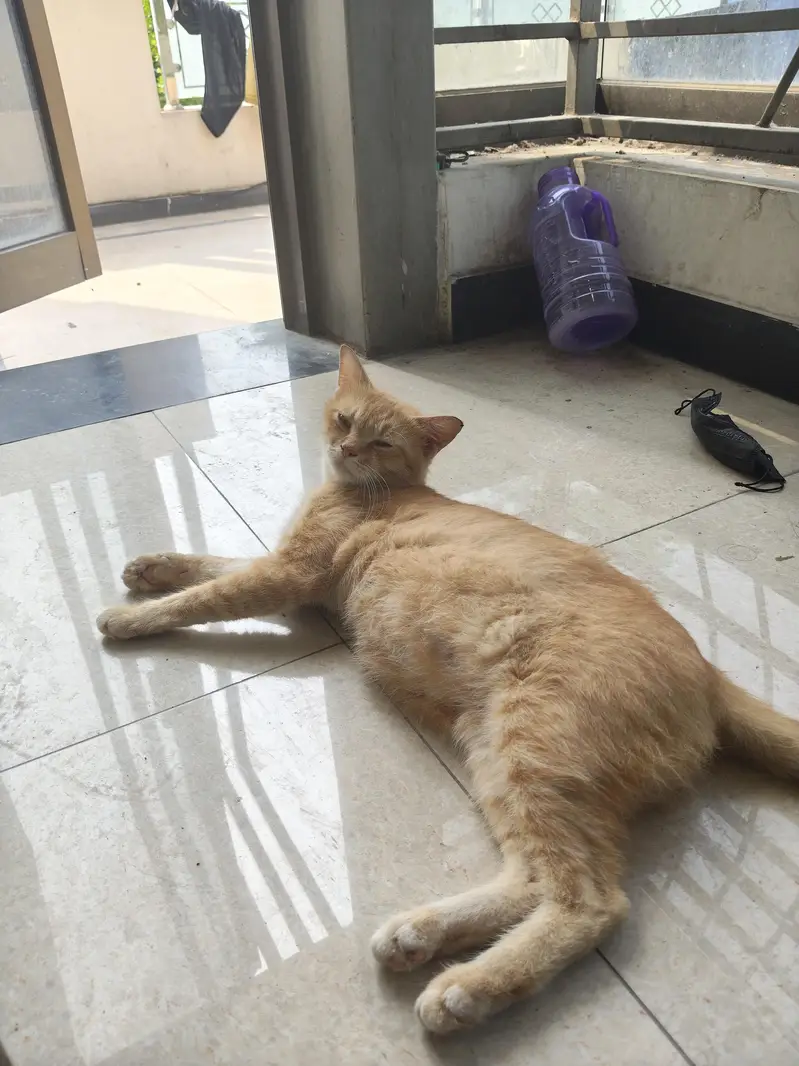 cat's for sale — photo 2