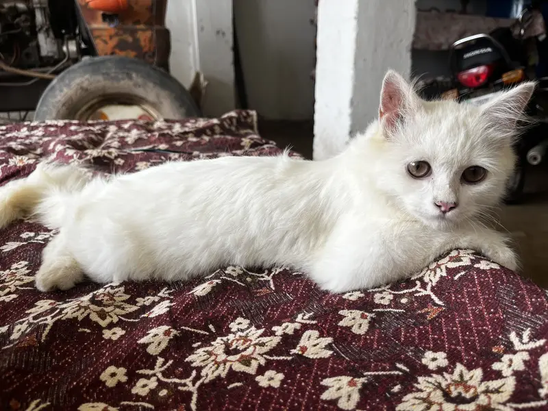 Playful 3-Month Male Persian Kitten - Fully Vaccinated & Trained — photo 2