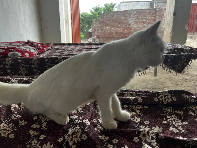 Playful 3-Month Male Persian Kitten - Fully Vaccinated & Trained — photo 3