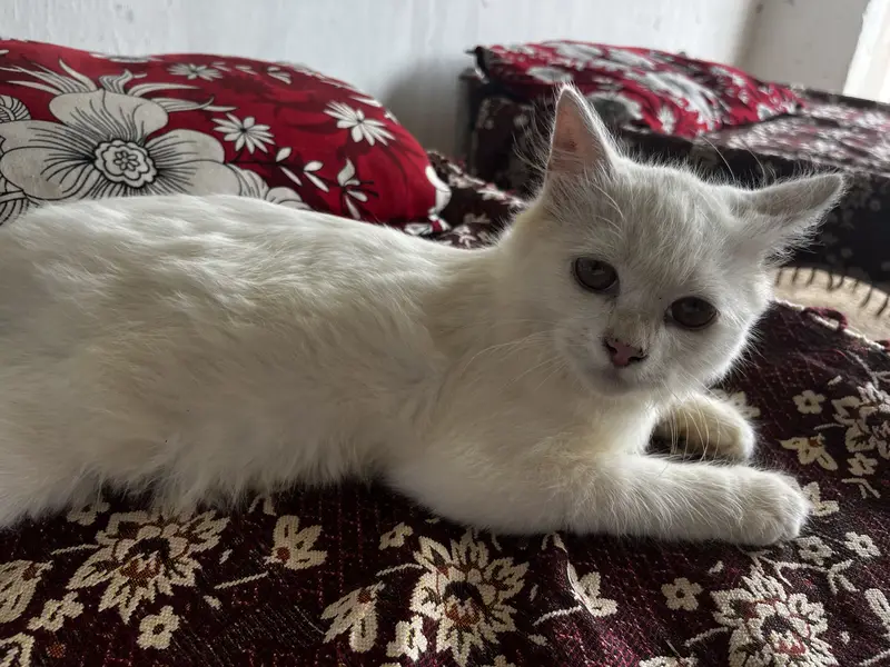 Playful 3-Month Male Persian Kitten - Fully Vaccinated & Trained — photo 4