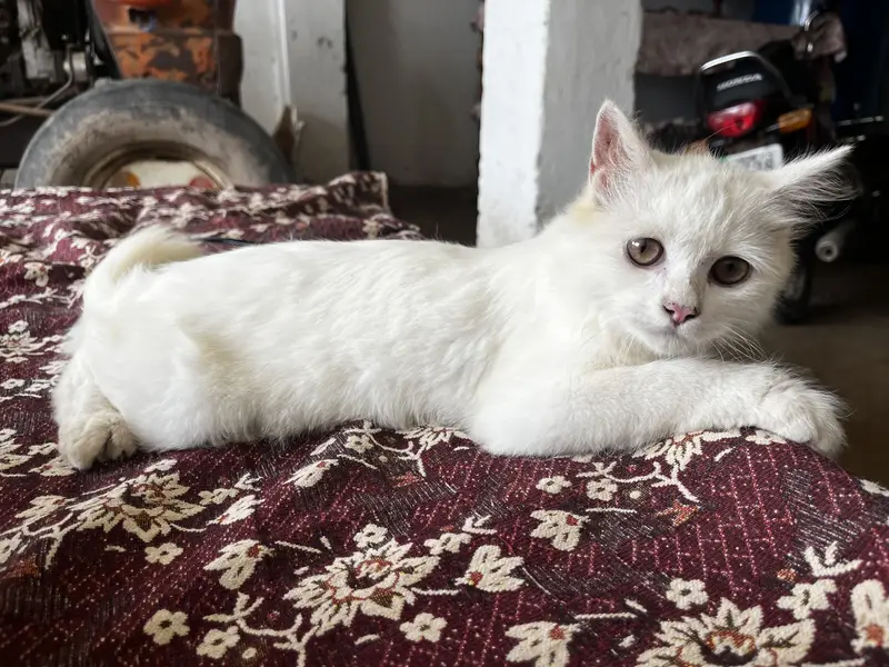 Playful 3-Month Male Persian Kitten - Fully Vaccinated & Trained — photo 5