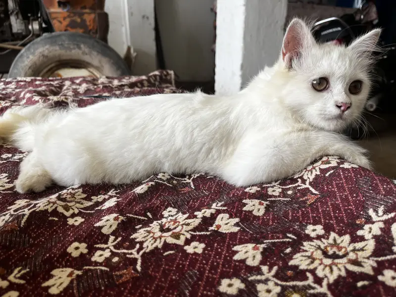 Playful 3-Month Male Persian Kitten - Fully Vaccinated & Trained — photo 6