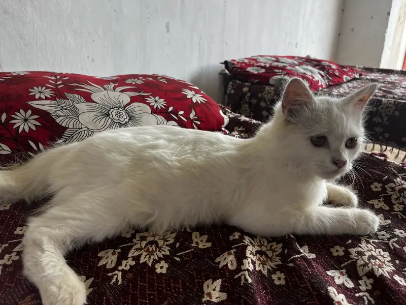 Playful 3-Month Male Persian Kitten - Fully Vaccinated & Trained — photo 7