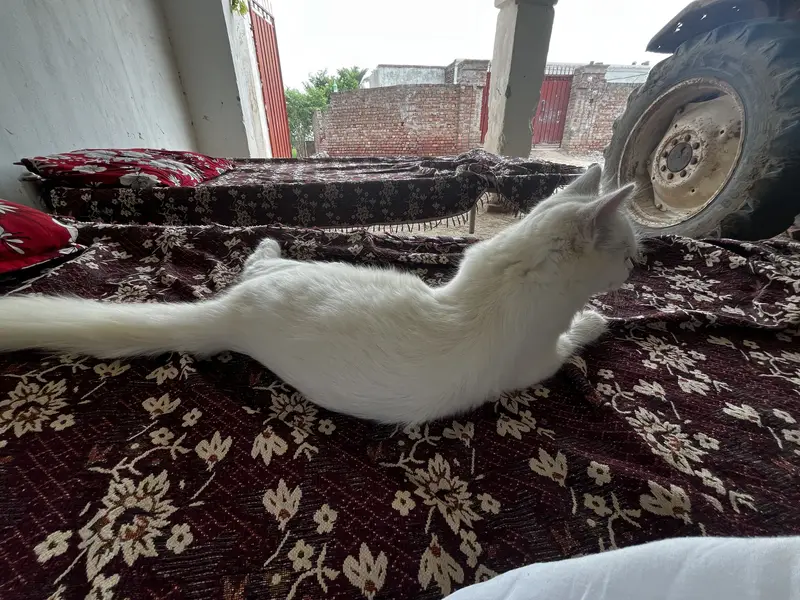 Playful 3-Month Male Persian Kitten - Fully Vaccinated & Trained — photo 8