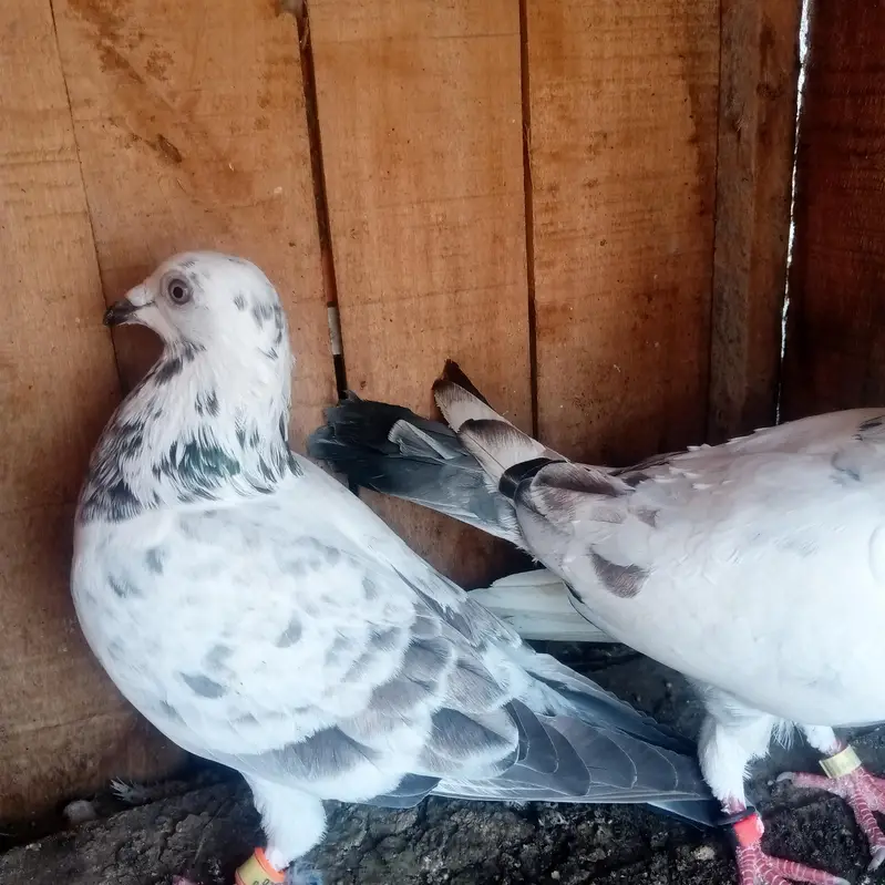 grezar pair — photo 3
