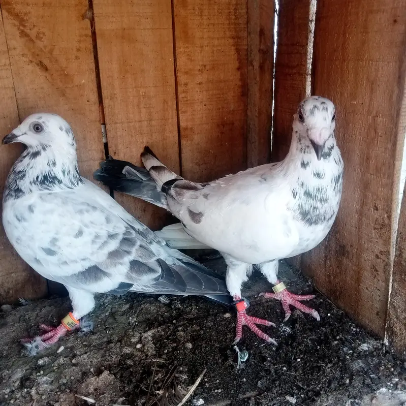 grezar pair — photo 4