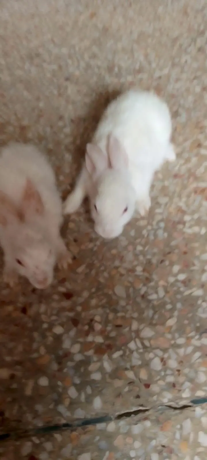 cute rabbits pair for sale