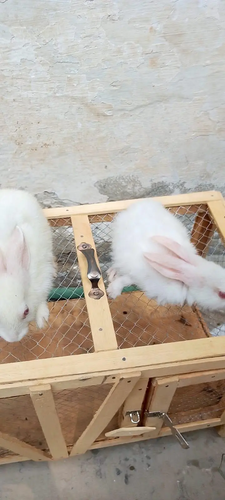 cute rabbits pair for sale — photo 2