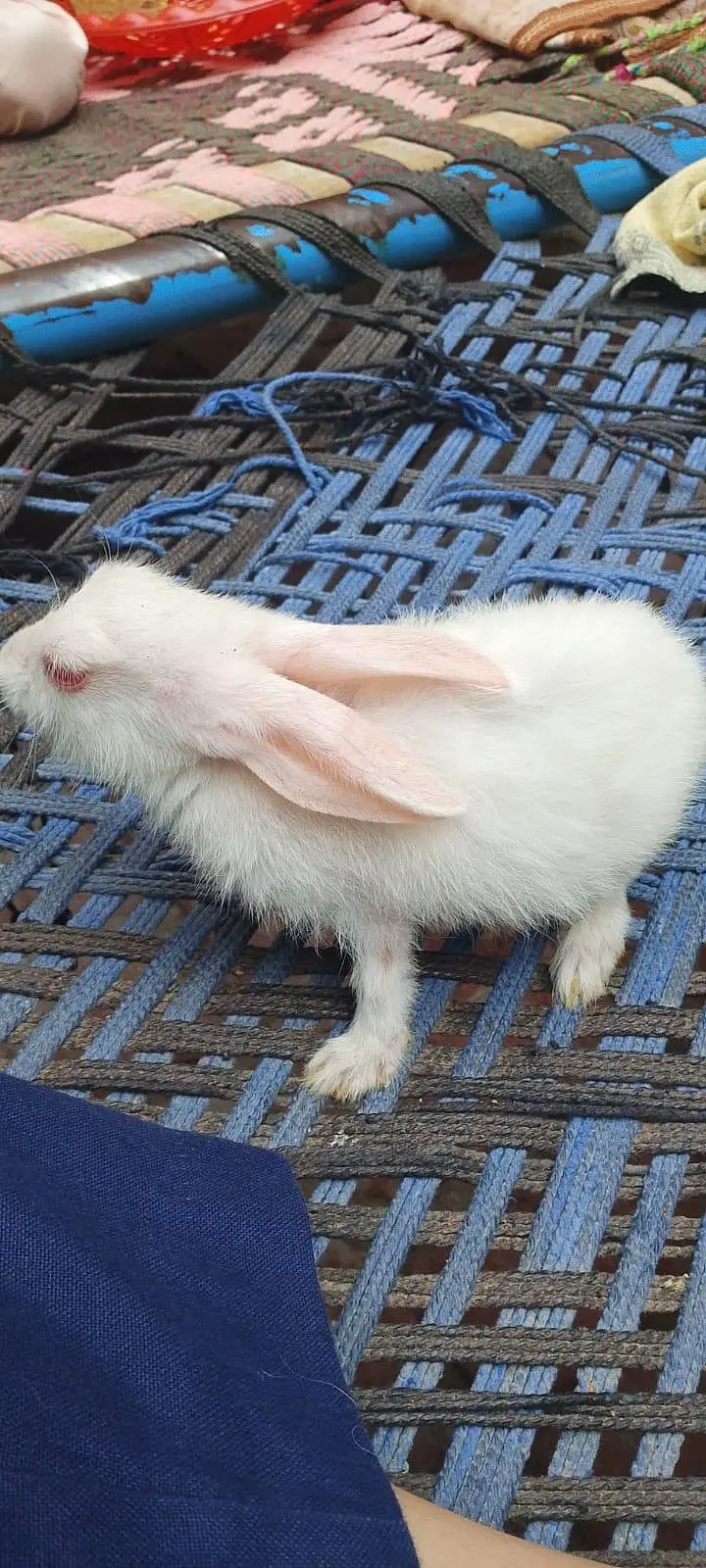 cute rabbits pair for sale — photo 4