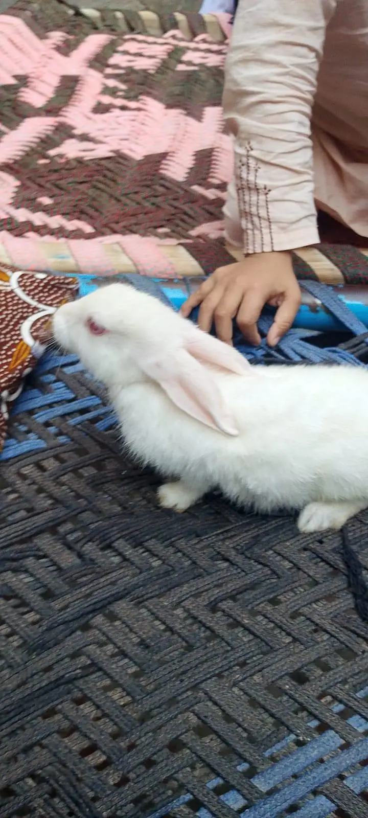 cute rabbits pair for sale — photo 5