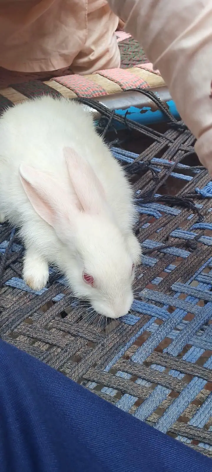 cute rabbits pair for sale — photo 6