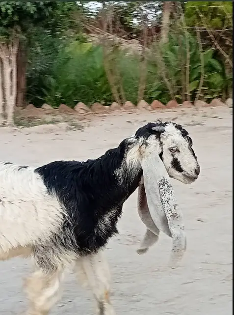 Desi goats | sahiwal nasal |  بکرا | High quality Goats for Sale | — photo 8