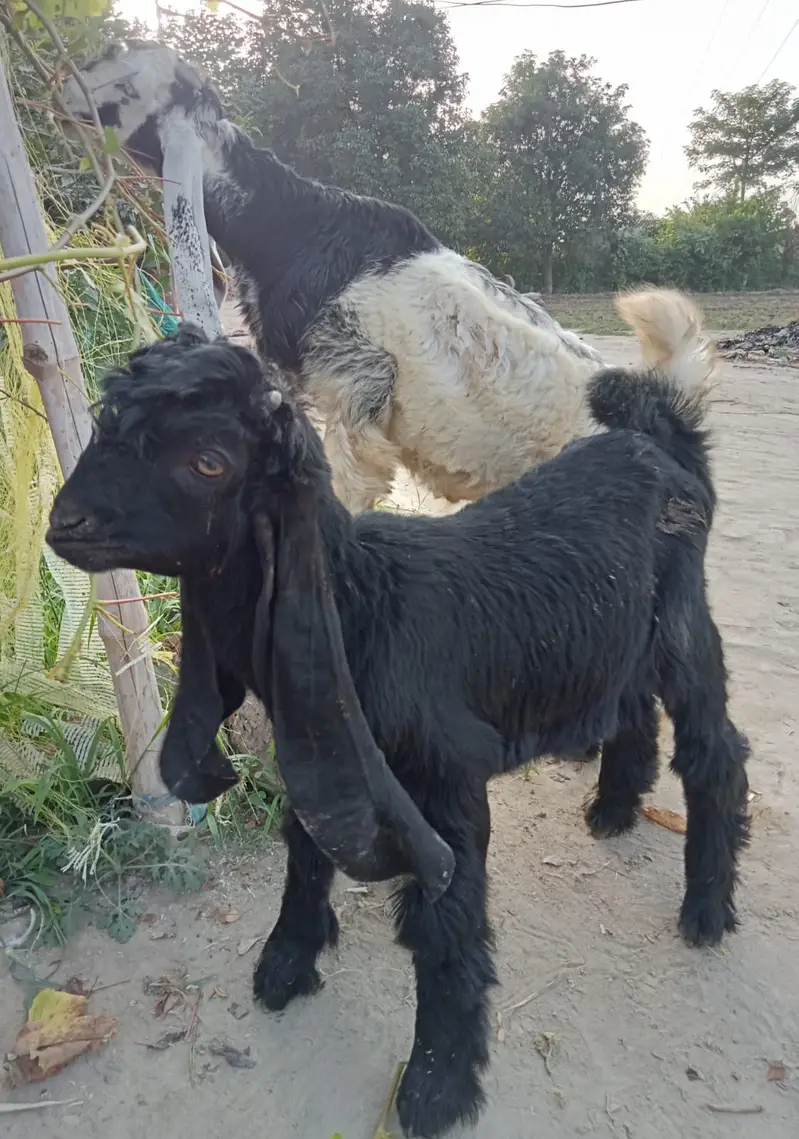 Desi goats | sahiwal nasal |  بکرا | High quality Goats for Sale | — photo 4