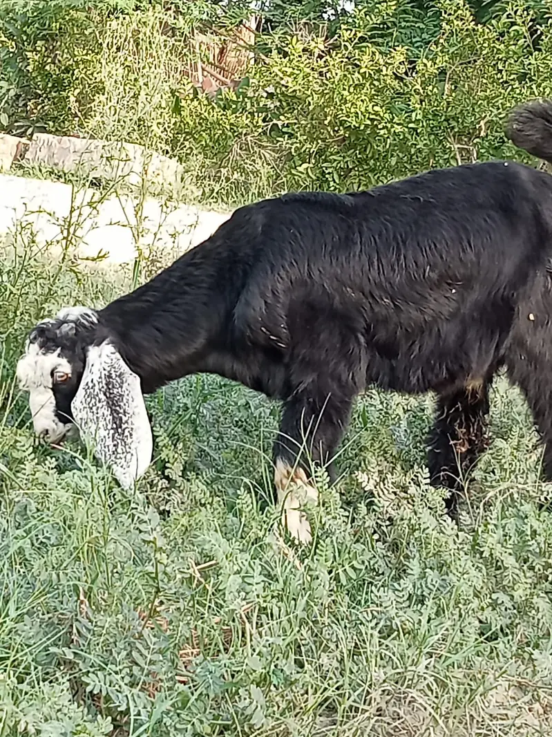 Desi goats | sahiwal nasal |  بکرا | High quality Goats for Sale | — photo 6