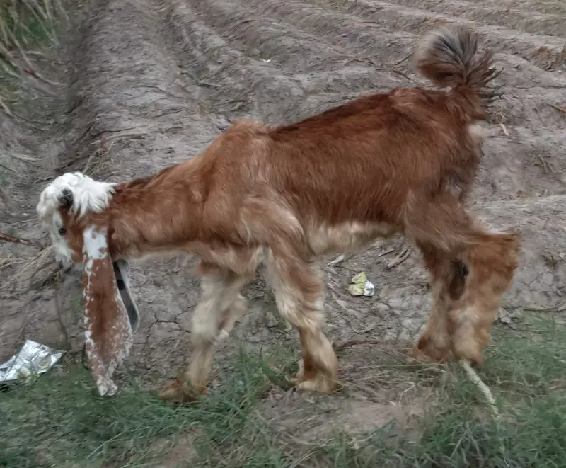 Desi goats | sahiwal nasal |  بکرا | High quality Goats for Sale | — photo 2