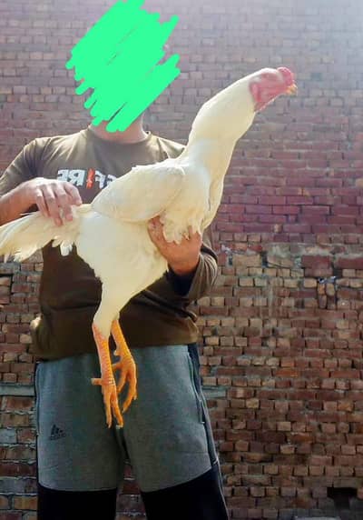 SHAMO CROSS 3 MONTH PAIR + SHAMO x DOGLI MURGI PATHA FOR SALE IN LHR