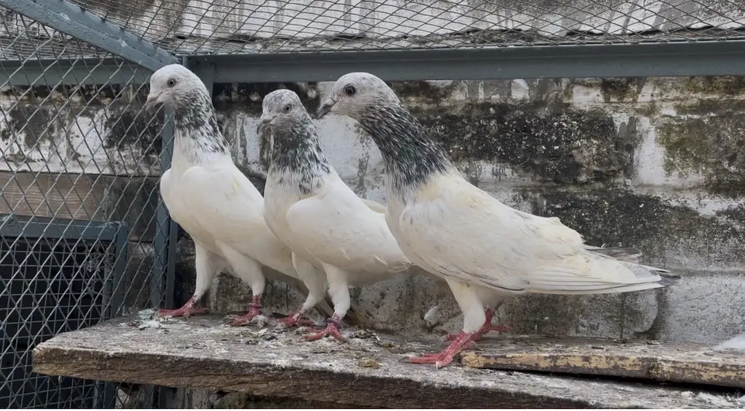 Chat wale, Batere, Chuhe kabooter — photo 2