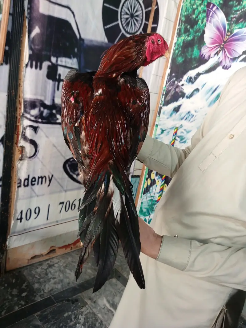 Aseel Murga For Sale — photo 2