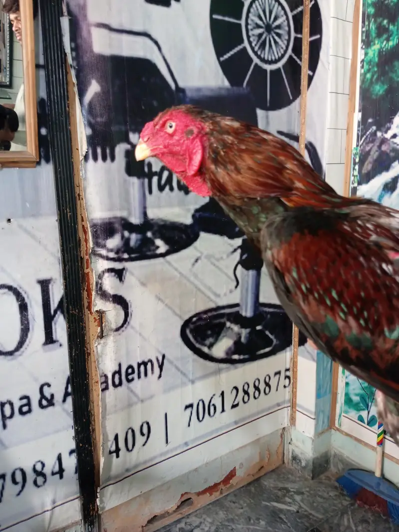 Aseel Murga For Sale — photo 3