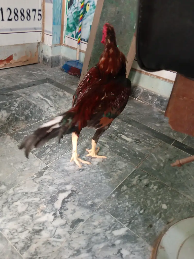 Aseel Murga For Sale — photo 6