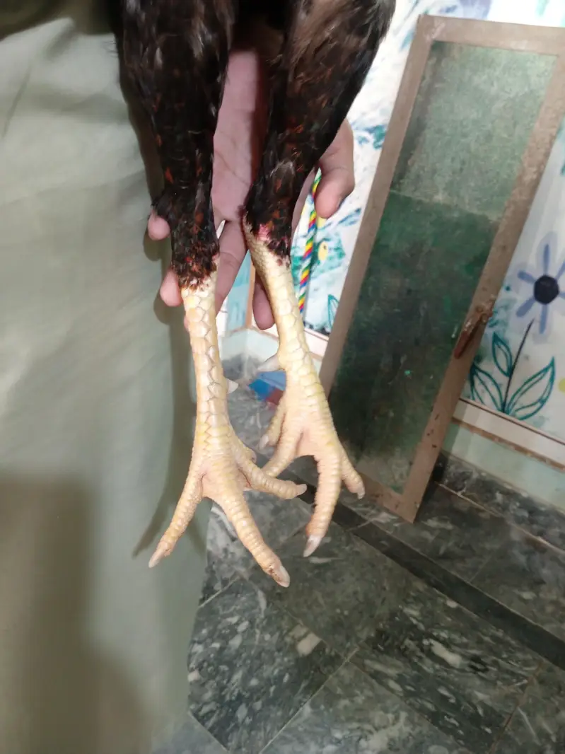 Aseel Murga For Sale — photo 7