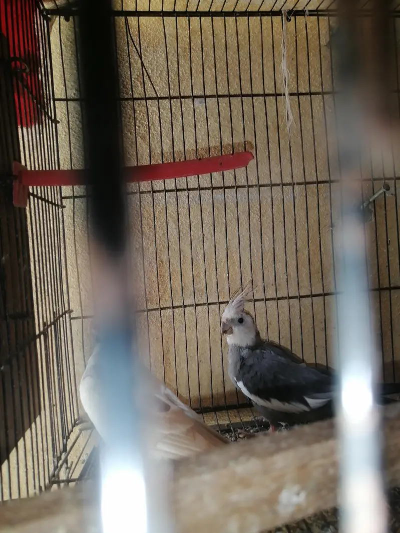 ringneck cocktail budgies — photo 2