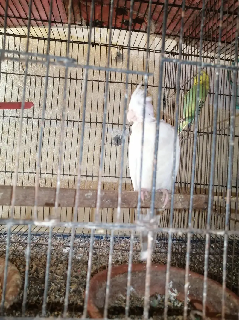 ringneck cocktail budgies — photo 3