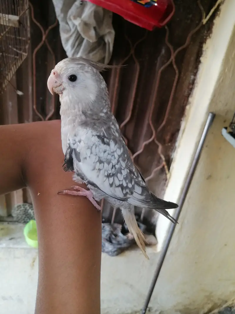 ringneck cocktail budgies — photo 4