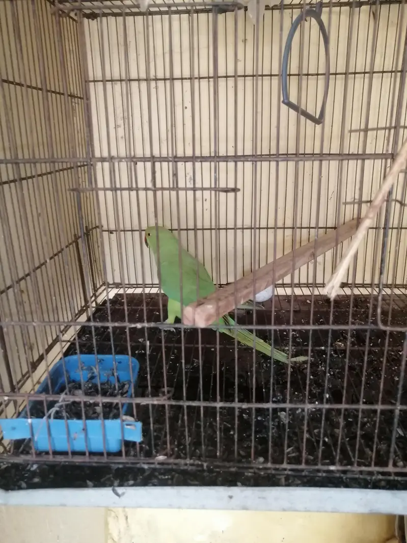 ringneck cocktail budgies — photo 6