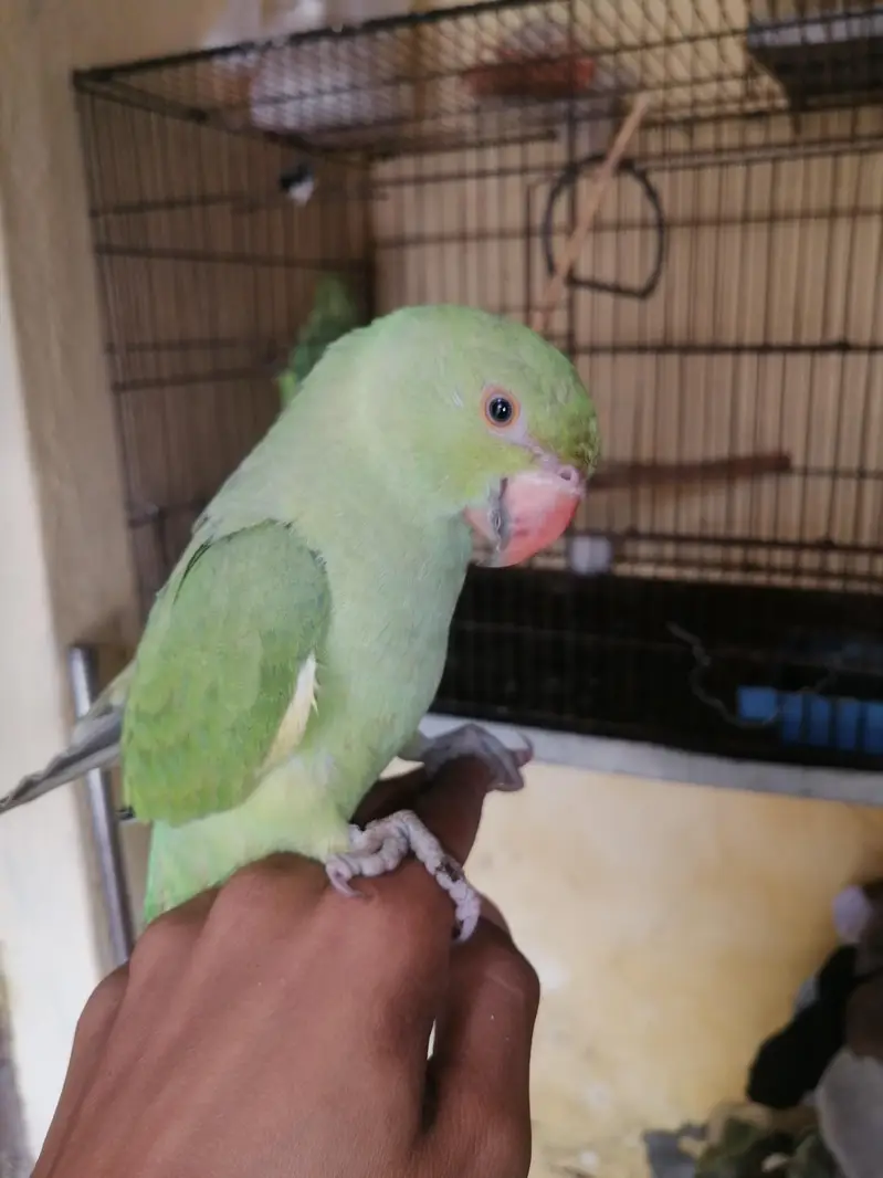 ringneck cocktail budgies — photo 7