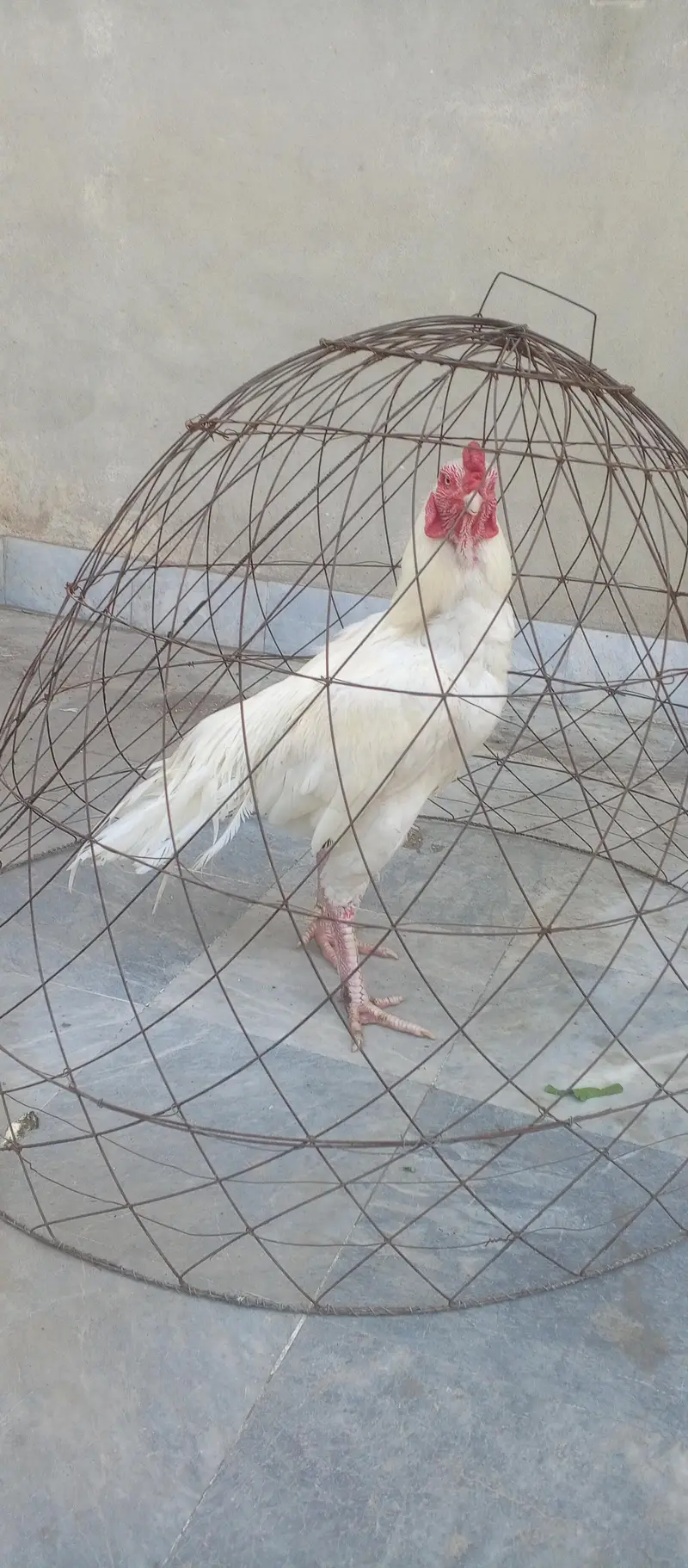 Heera murga and laal cheena murga — photo 2
