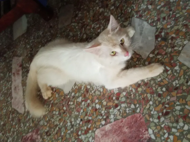 Turkish angora dubble cout — photo 2