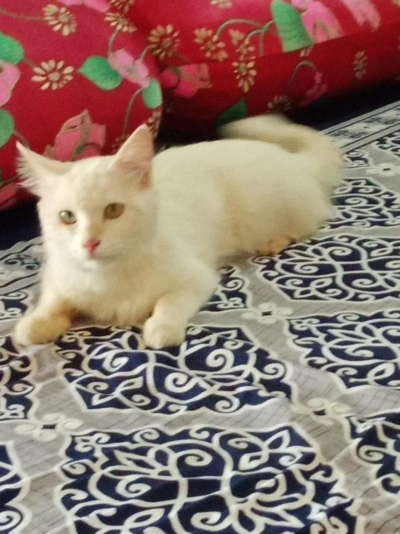 Turkish angora dubble cout — photo 3