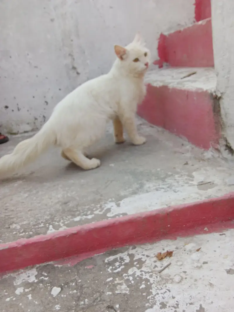 Turkish angora dubble cout — photo 4