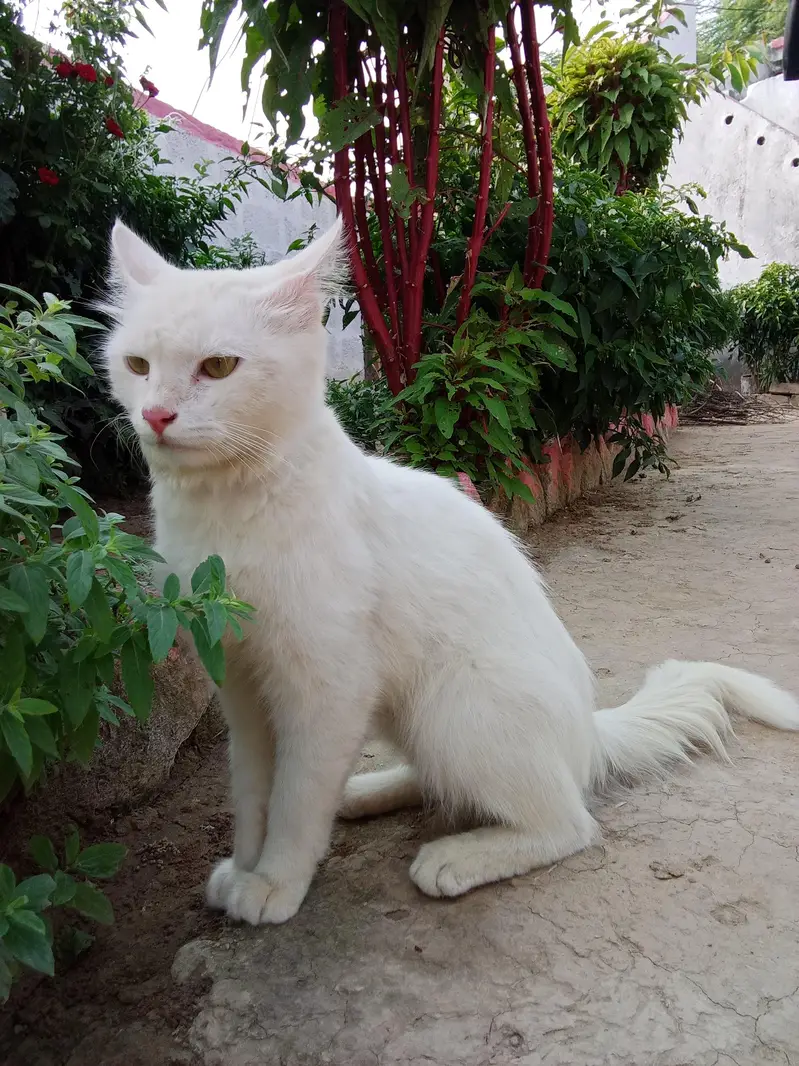 Turkish angora dubble cout — photo 5