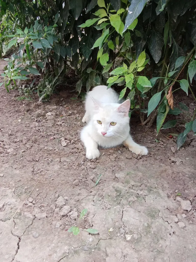 Turkish angora dubble cout — photo 6