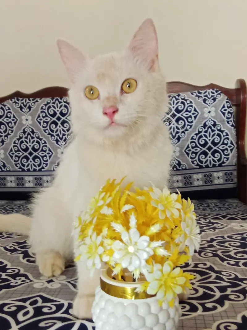 Turkish angora dubble cout — photo 7