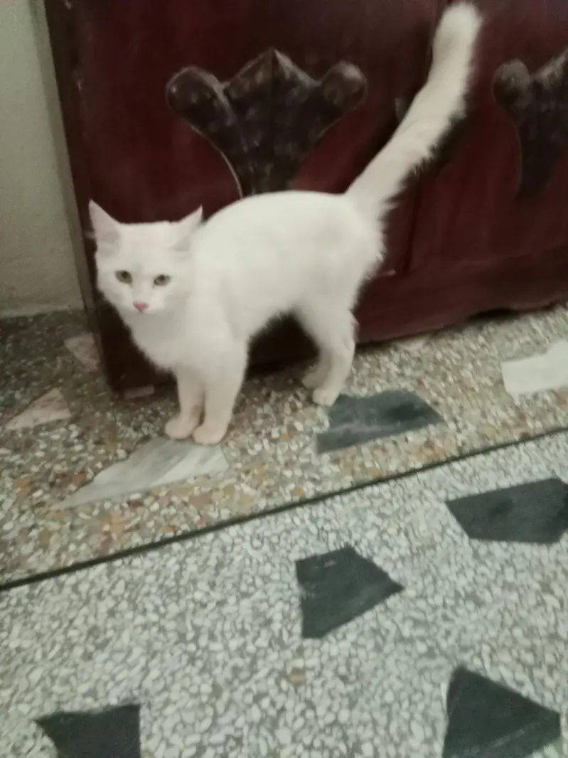 Turkish angora dubble cout — photo 8