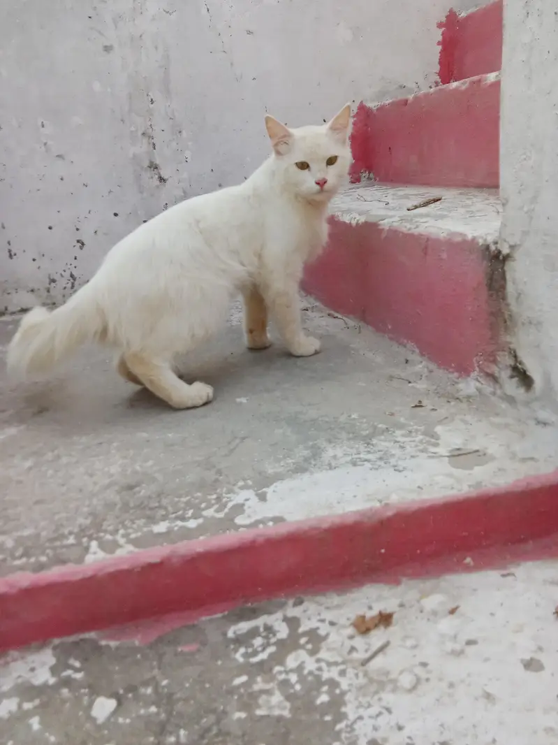 Turkish angora dubble cout — photo 9